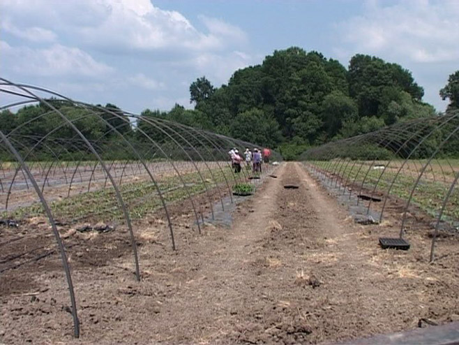 Bijeljina: Projekat "Partnerstvo za razvoj agrobiznisa" - Foto: RTRS
