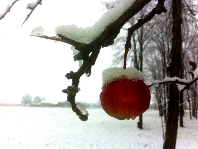 Snijeg u Kobatovcima (foto: Božidarka Čičić) - 