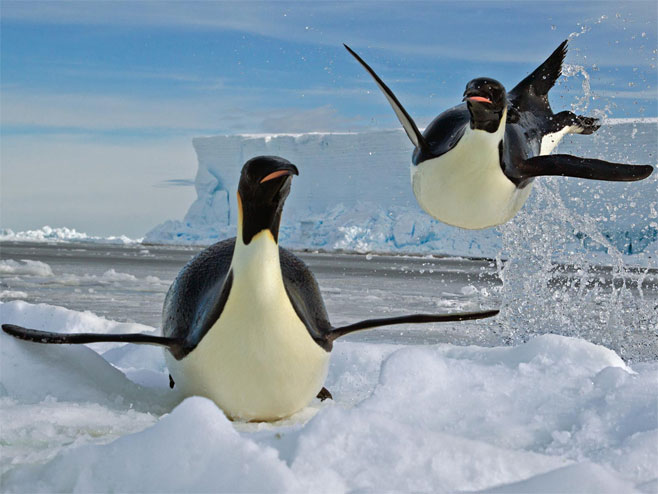 Pingvini (Foto: nationalgeographic.com) - 