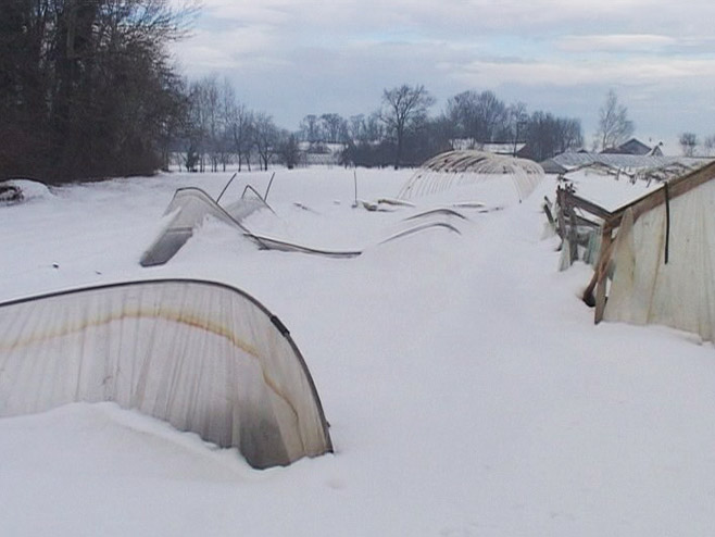 Uništeni plastenici pod snijegom - Foto: RTRS