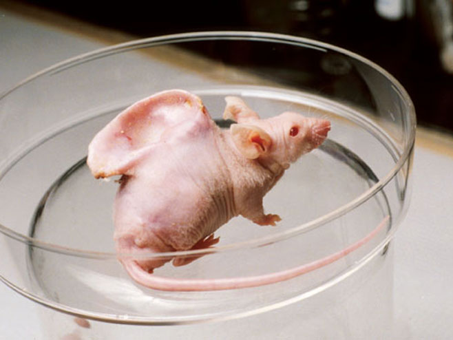 Eksperimenti na miševima (foto: forum.krstarica.com) - 