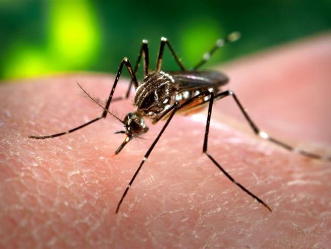 Komarac prenosnik "zika" virusa (Foto: James Gathany/PHIL/CDC) - 