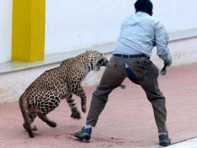 Leopard u krugu škole (arhiv) - Foto: BBC