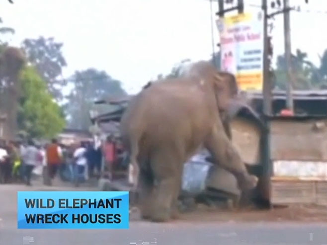 Slon u Indiji porušio kuće - Foto: Screenshot