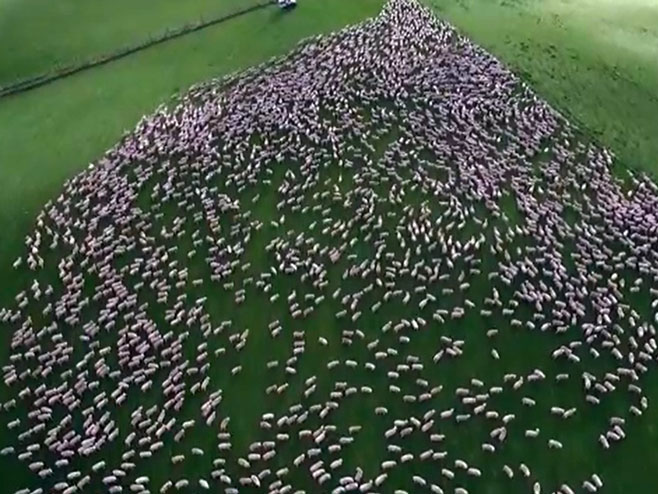 Ko bi rekao da su to ovce? - Foto: Screenshot/YouTube