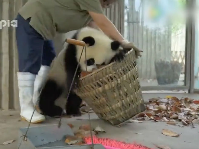 Panda radi nestašluke - Foto: Screenshot/YouTube