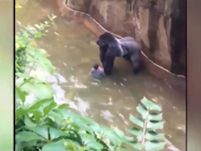 Ubili gorilu nakon što je dječak ušao u prostor sa životinjama - Foto: Screenshot/YouTube