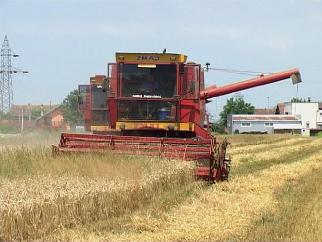 Pšenica - žetva - Foto: RTRS
