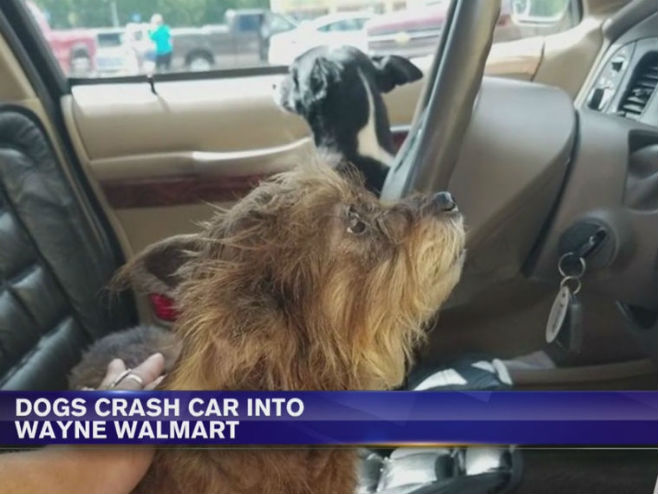 Psi "ukrali" automobil i zakucali se u prodavnicu - Foto: Screenshot