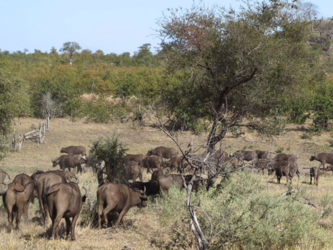 Bizoni u rezervatu u Јužnom Sudanu - Foto: AP