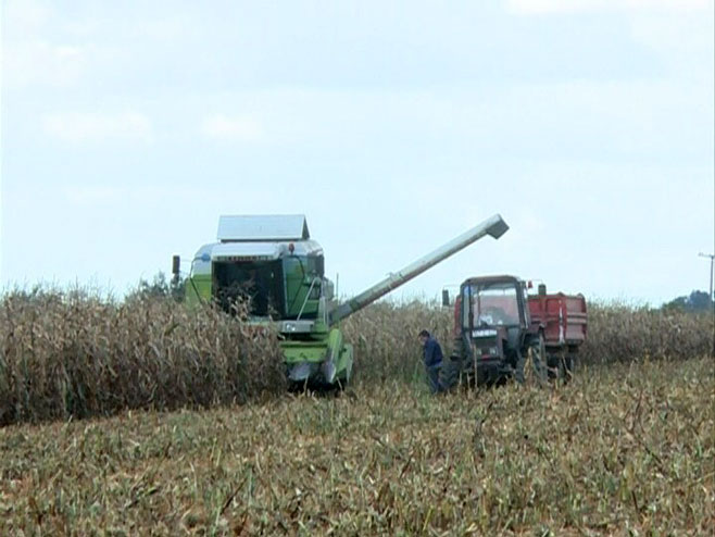 Prinos kukuruza - Foto: RTRS