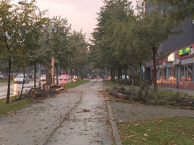 Srušeno drvo u Boriku - Foto: RTRS