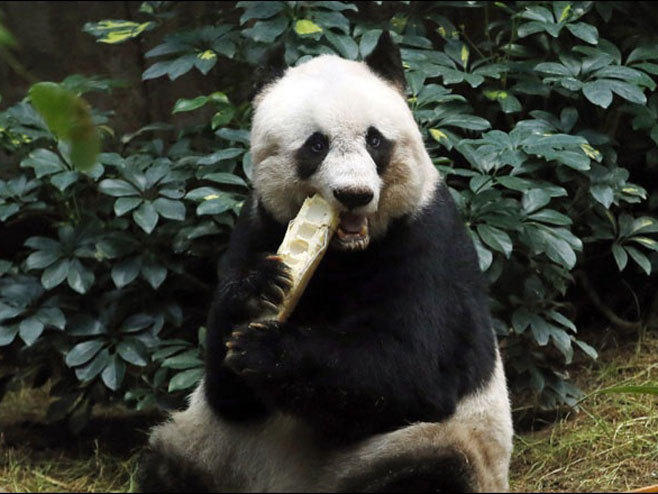 Panda - Foto: TANЈUG