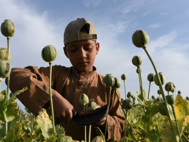 Proizvodnja opijuma u Avganistanu (Foto: EPA) - Foto: klix.ba