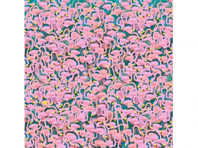 Možete li naći balerinu među flamingosima? - Foto: Screenshot