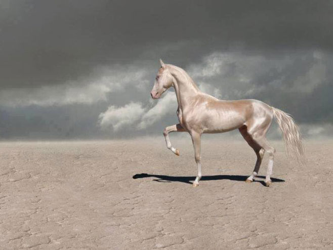 Akhal-Teke najljepši konj na svijetu  (Foto:twitter) - 