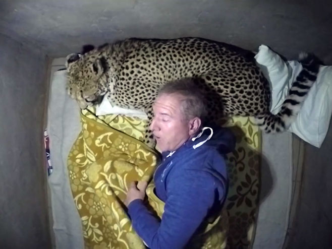 Gepard kao jastuk za spavanje - Foto: Screenshot/YouTube