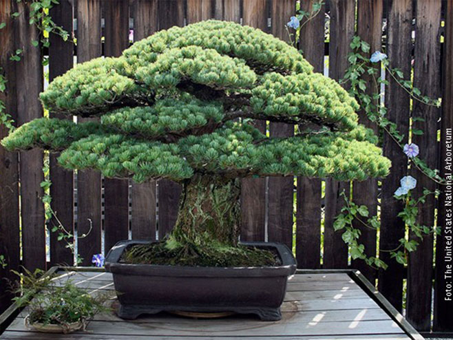 Bonsai - neverovatno drvo staro 391 godinu - Foto: RTS