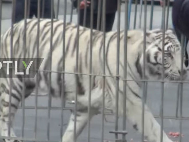 Sicilija: Tigar pobjegao iz cirkusa - Foto: Screenshot/YouTube