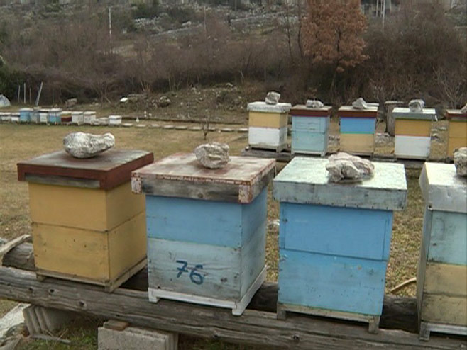 Pčelarstvo - Foto: RTRS