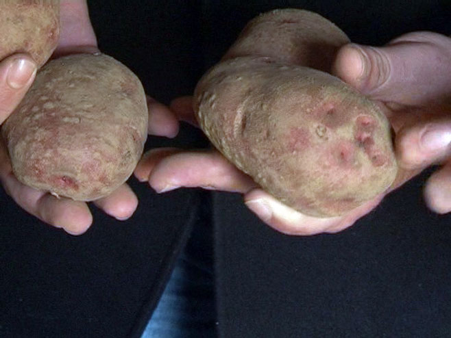 Nevesinjski krompir - Foto: RTRS