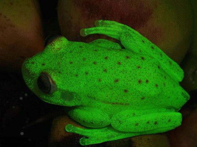 Fluoroscentna žaba pronađena u Argentini (Foto: Carlos Taboada et al.) - 