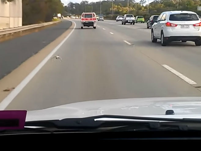 Trka "turbo-goluba" na autoputu - Foto: Screenshot/YouTube
