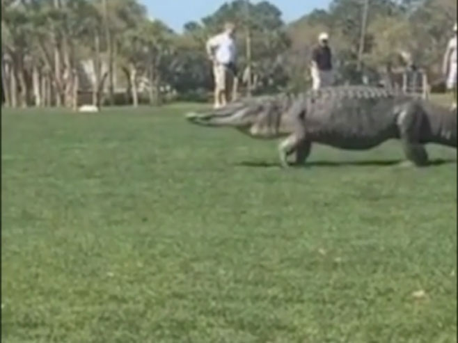 Golf terenom prošetao "živi dinosaurus" - Foto: Screenshot/YouTube