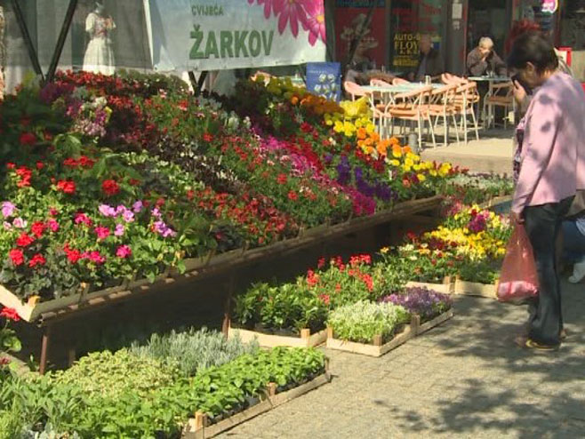 Dani cvijeća u Prijedoru - Foto: RTRS