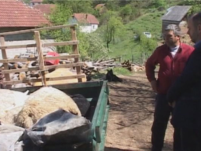 Vukovi zaklali ovce - Foto: RTRS