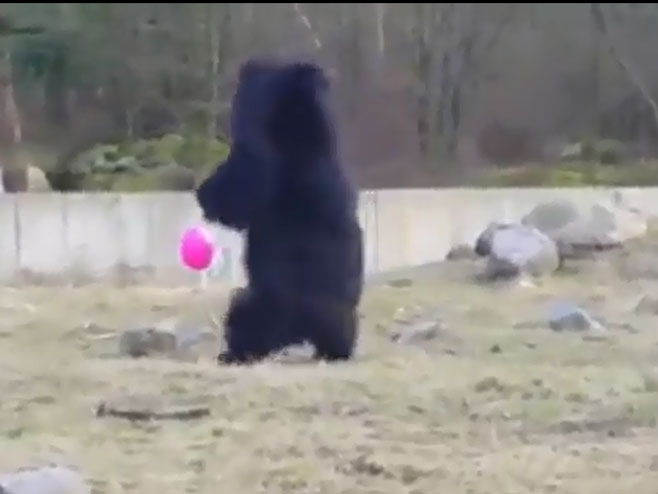 Medvjed i balon - Foto: Screenshot/YouTube