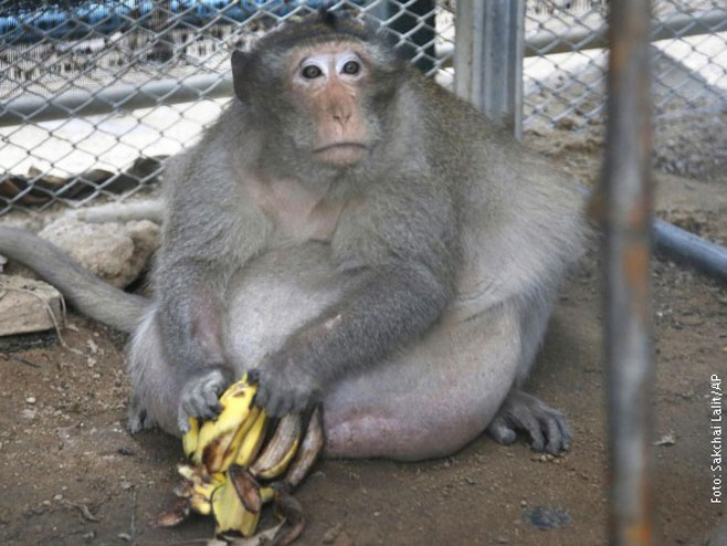 Majmun koji mora na dijetu - Foto: RTS