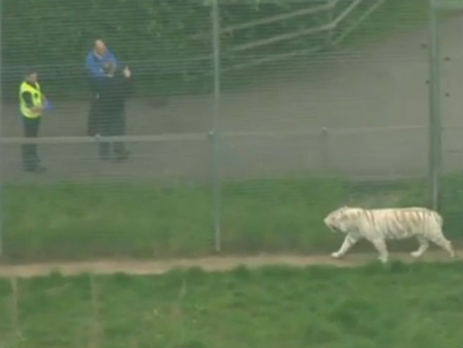 Tigar usmrtio ženu čuvara u zoološkom vrtu - Foto: Screenshot/YouTube