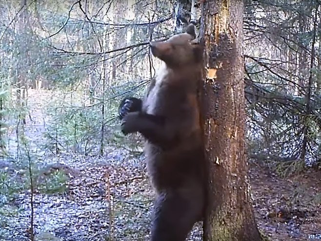 Medvjed pleše u ruskoj tajgi - Foto: Screenshot/YouTube