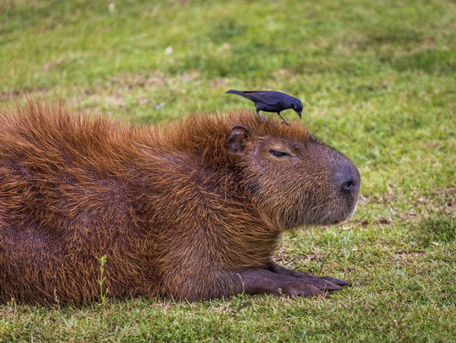 Kapibara, najveći glodar na svijetu  (Foto:twitter) - 