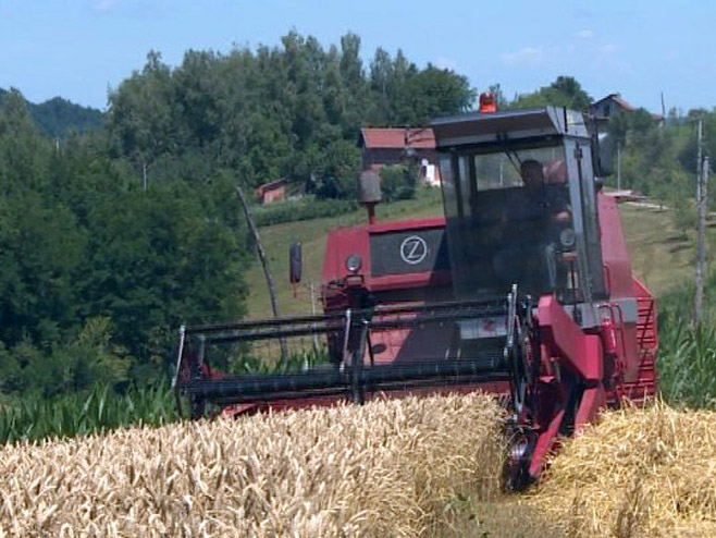 Žetva pšenice - Foto: RTRS