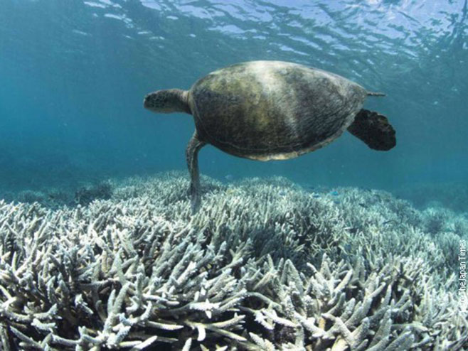 Izbeljivanje“ koralnog grebena javlja se kada je temperatura vode visoka - Foto: RTS