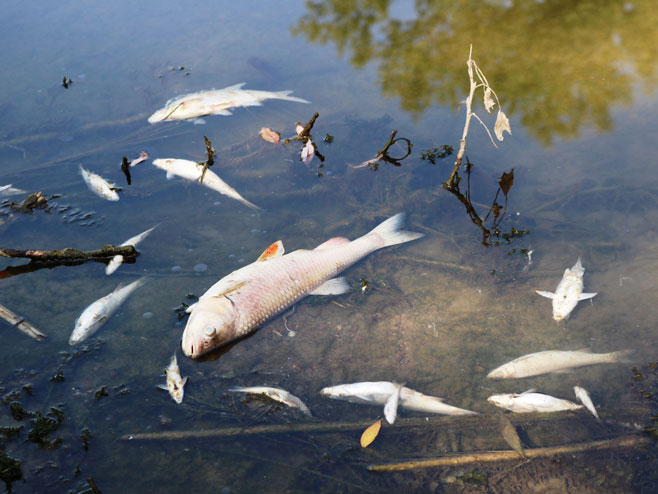 Ukrina - uginula riba - Foto: SRNA