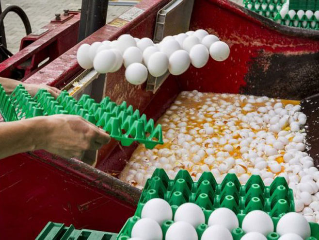 Uništavanje kontaminiranih jaja  (Foto:uk.news.net) - Foto: ilustracija