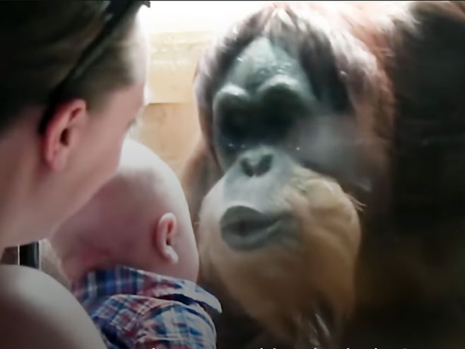 Orangutan i beba - Foto: Screenshot/YouTube