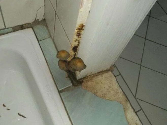 Doboj- u kupatilu Doma učenika pojavile se gljive - Foto: RTRS