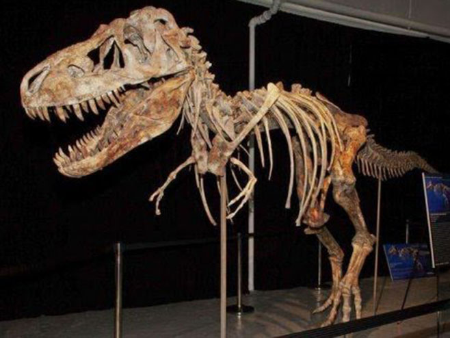 Tiranosaurusi ( Foto: https://sites.google.com) - 
