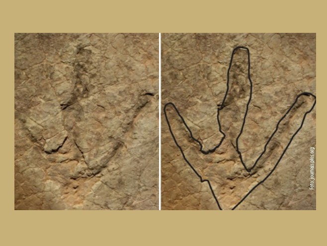 Kajentapus je imao stopalo sa tri prsta dugo 57 santimetara - Foto: RTS