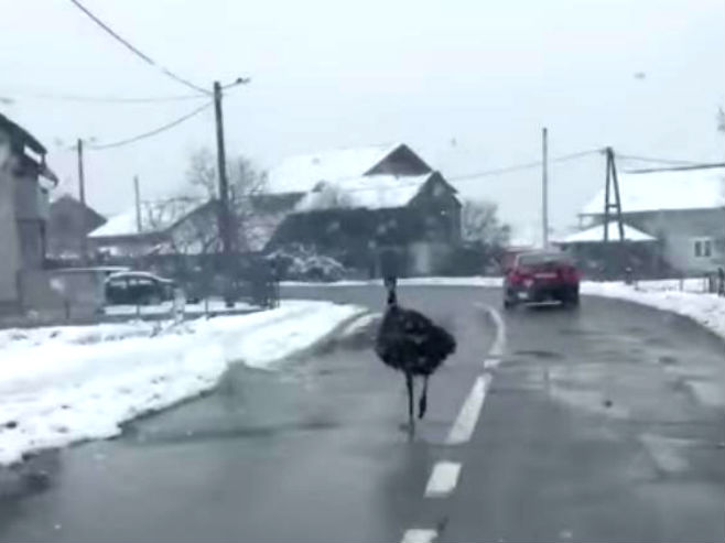 Emu trči kroz Petrinju - Foto: Screenshot