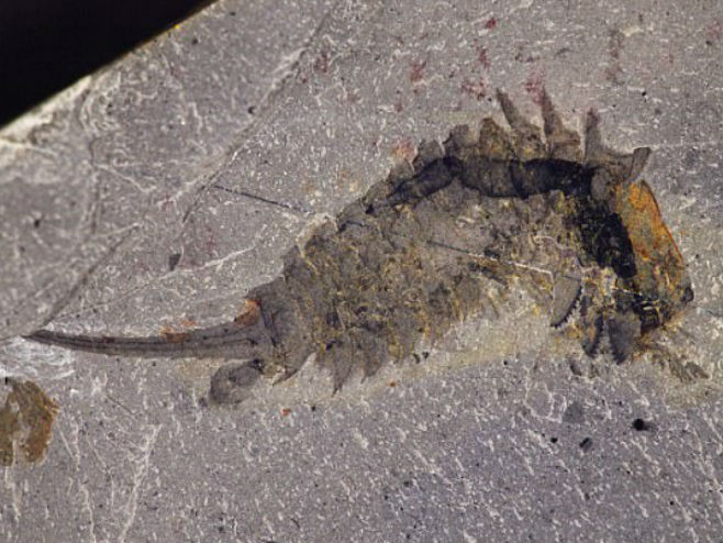 Fosil Habelia optata (Foto:  Royal Ontario Museum) - 