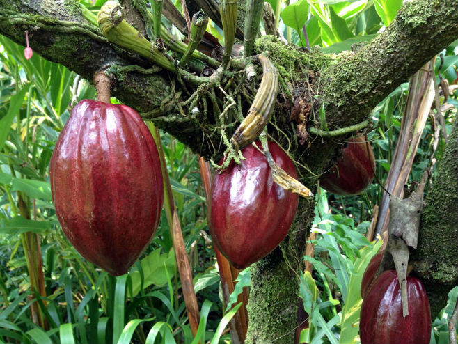 Drvo kakaoa - Foto: ilustracija