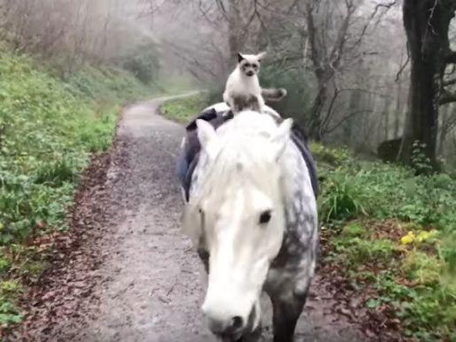 Nesvakidašnji prijatelji, poni vodi mačka u šetnju - Foto: Screenshot/YouTube