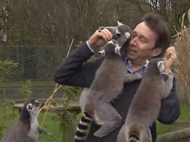 Lemuri spopali reportera - Foto: Screenshot/YouTube