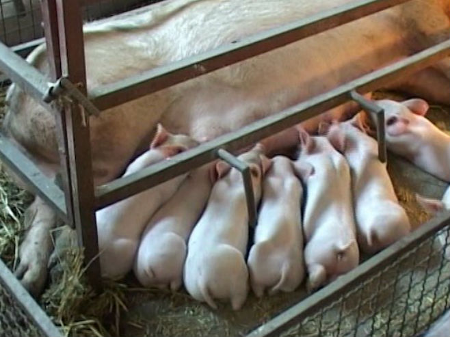 Uzgoj svinja - Foto: RTRS