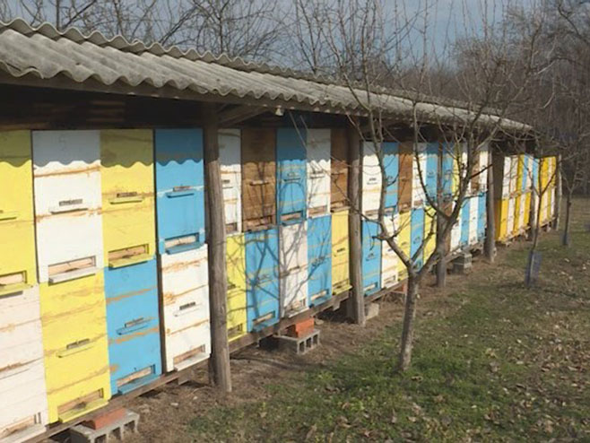 Brčko - pčelarstvo - Foto: RTRS